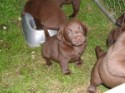 Chocolate Pups_1030.jpg